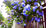 Flower Seeds sky blue flower garden climbing rose 20PCS greatly promote pla