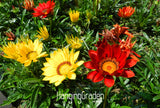 Big Sale!Gazania seeds multicolor mixed Seed beautiful gazania Flower seeds