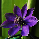 Garden Clematis Seed Six Varieties Beautify Courtyard Terrace Purple Clemat