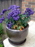 Heliotrope Seeds, Heliotropium Arborescens Rare bonsai flowers Perennial Fr