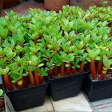 New arrive RANTON GARDEN 5 PCS "Riotous" Adenium Obesum seeds quality Prett