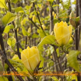 Bright Yellow Yulan Magnolia Flower Seeds, 15 Seeds/Pack, Yulan Flower Magn