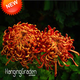 Big Sale!Fireworks Shape Orange Chrysanthemum Flower Seeds Softcover Bonsai