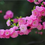 New Home Garden Bonsai Plant 12 Seeds FLOWERING ALMOND Prunus Triloba Flowe