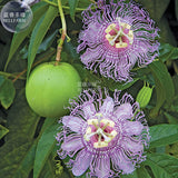 BELLFARM Passiflora Incarnata Maypop Passion Flower Seeds, 30 seeds, profes