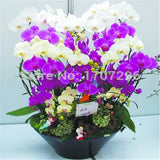 Fashion Unique Mix Color Phalaenopsis Bonsai Beautiful Adorable Butterfly O