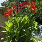 flower seeds bonsai Canna Lily Seeds  CLEOPATRA  Cannaceae  Great Potted P