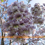 Worlds Fastest Growing 100 seeds/Pack, Paulownia Princess Tree Blue Flowers