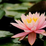 1 Package 8 Beautiful Pink Lotus Water Lily Seeds Rich Aroma High Germinat