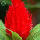 Flower seeds  Celosia Seeds, Cockscomb PND tail on seeds indoor plants flow