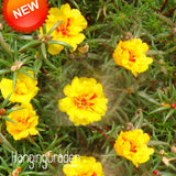 Big Sale!200 Seeds/lot Yellow Plena Portulaca Seed Balcony Garden Potted Pl