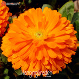 Loss Promotion!100 Pcs/Pack Orange Zinnia Seed Balcony Courtyard Flowers Po