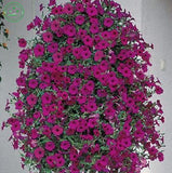 Bonsai plant Petunia flower Seeds   Perfect Flowers for hanging baskets and