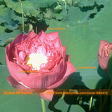 Flower Seeds, Pond Plants Lotus Seeds, 1 Seeds/pack, Rose Red Nelumbo Nucif