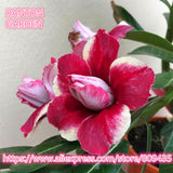 New arrive professional package 5 PCS "Red Rose" Adenium Obesum seeds quali