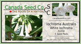 White Mini Angel Trumpet Flower Seeds, White Iochroma Australis Acnistus Se