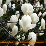 Heirloom 'Snow White' White Yulan Magnolia Tree Flower Seeds, 15 Seeds/Pack