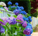 bonsai hydrangea Flower seed hydrangea seeds. Garden Beauty and fragrance o