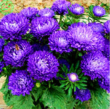 seeds Flower Chinese Aster seeds (Callistephus) give you a garden full  big