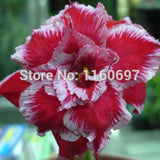 Free shipping 6pcs rose bonsai desert rose seeds sementes adenium obesum se