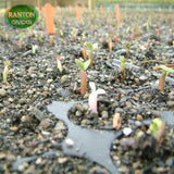 RANTON GARDEN 20 PCS Mixed Random Adenium Obesum seeds 100% quality Desert