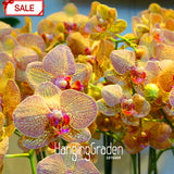 Best Selling!50seeds/bag Yellow Phalaenopsis Seeds Perennial Flowering Plan