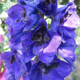 Flower seeds Delphinium Mix   Delphinium Cultorum Family garden Potted plan