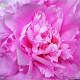 Flower seeds bonsai Peony Seeds   Pale Rose  DOUBLE PEONY POPPY Papaver Flo