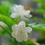 Jasmine flower seeds 50pcs/pack white jasmine Seeds, fragrant plant arabian