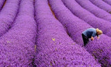 Lavender Seeds Lavandula Officinalis Garden Flower Medicinal Plant Quality