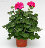 Exotic Geranium Bonsai Seeds Flower Perennial Flower Seeds Pelargonium Pelt