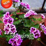 New 2017!20 Seed/Lot Rare Queling Purple Univalve Geranium Seeds Perennial