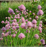 Free Shipping 1 Packs 50 of Purple Ezo Onions Chive Seeds,Allium Schoenopra