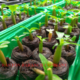 New arrive RANTON GARDEN 5 PCS "The Ensatina" Adenium Obesum seeds quality