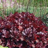 Heuchera(melting)Seeds,Perennial bonsai flower Alumroot seeds for Beautiful