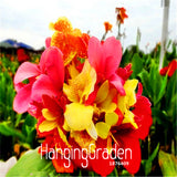 Loss Promotion! 100 PCS Flower seeds Canna Lily Seeds  Bonsai Plants for Ga