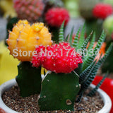 1 Original Pack 10 Seeds / Pack mixture of cactus seeds, office desk Radiat