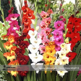 Heirloom New Variety Gladiolus Perennial Flower Seeds, Professional Pack, 5