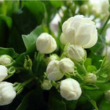 Flower seeds Free shipping 20 pieces white jasmine Seeds, fragrant plant ar