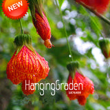 Big Promotion!Red Fuchsia Seeds Potted Flower Seeds Potted Plants Hanging F