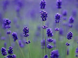 Heirloom 50 Provence Lavender Lavandula Garden Common Lavendar Blue Purple