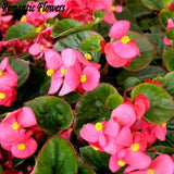 Hot: 50PC / Bag Rare Begonia Seeds Flower Seeds , 20 Colors Bonsai Seeds Fr