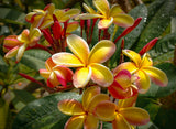 Heirloom 5 Seeds Plumeria mixed Colors Flower Colorful Fresh & High Quality