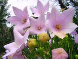 Flower seeds Pink platycodon grandiflorum six angle with bell garden decor