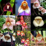 Dracula Simia Monkey Face A Variety Of Perennial Flower Seeds , 100 Seeds /