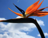 New Arrival!100 Indoor Potted Plant Flower Orange Strelitzia Reginae Bird O