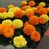 Flower seeds bonsai Giant Yellow & Orange CrackerJack Marigolds! 30 Seeds F