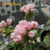 LAND MIRACLE Geranium Peach Pink Ball Flower Seeds, 5 Seeds, Bonsai Pelargo