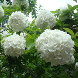 Elegant White Hydrangea Seeds Balcony Bonsai Viburnum Hydrangea Macrophylla