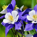 Flower seed Potted plant seeds Family garden bonsai Wild CANADIAN COLUMBINE